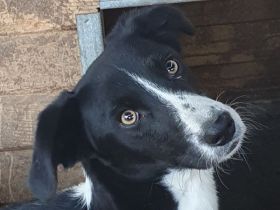 Sancho, schwarz-weißer Jungspund, der in menschlicher Nähe aufblüht, 1,5 J, 48 cm