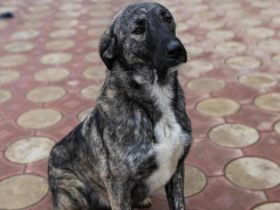 Sunrise sucht ihr Für-immer-Zuhause