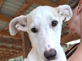 Seppi & Sina, liebe Geschwisterhunde, die bald in Deutschland kommen, 8M, werden mittelgroß