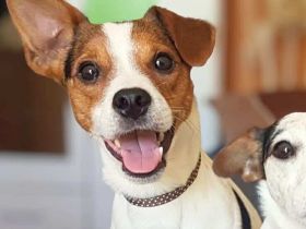 Bolle in 09350 Lichtenstein sucht Für-immer-Zuhause