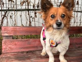 Sensibler Noah sucht schützendes Zuhause