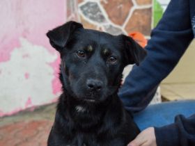 Fröhlicher und aufgeweckter Elmo sucht seine Menschen