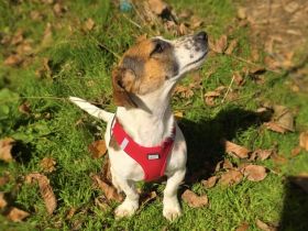 Kiro ein toller Beagle Mix