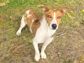 Jacko ein gut erzogenes Kerlchen