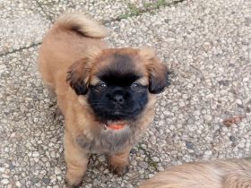 Shih tzu Chihuahua Welpen alles Rüden