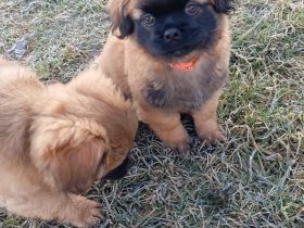 Shih tzu Chihuahua Welpen alles Rüden