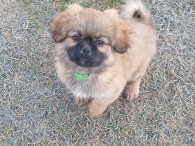 Shih tzu Chihuahua Welpen alles Rüden