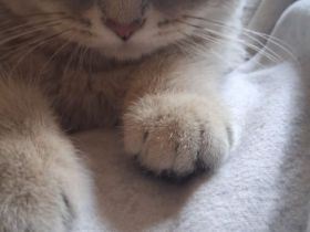 Ein Zuhause für unseren liebevollen Kater Cosmo gesucht