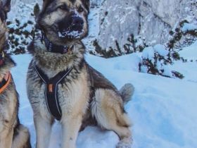 Deutsche Schäferhündin