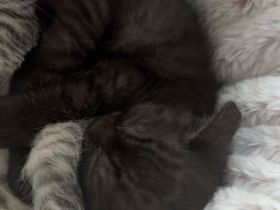 BKH Mischlingskitten