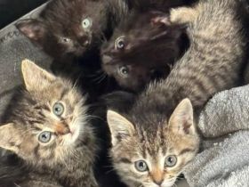 5 Kitten : Maincoon Mix