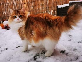 WildTigers Julie 5 Jahre alt Sibirische Traum Katze