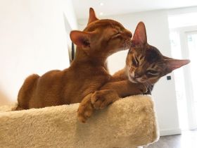 Supergesunde Abessinier-Kätzchen