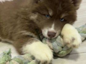 Gesunde Siberian Husky welpen für neue Häuser