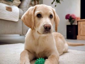 Labrador Welpe 15 Wochen