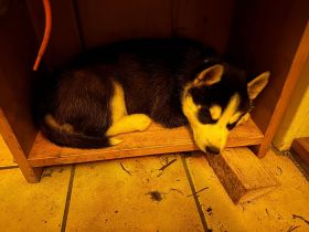 Husky Welpen