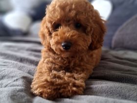 Toypudel Pudel Welpen Stammbaum