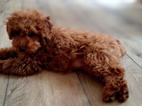 Toypudel Pudel Welpen Stammbaum