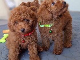 Toypudel Pudel Welpen Stammbaum