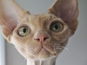 Devon Rex Schönheit und Sohn suchen ihr gemeinsames liebes Zuhause