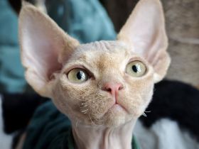 Süßer Devon Rex Kater und seine Mama suchen ihr liebes Zuhause