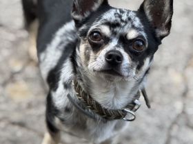 Chihuahua rüde kastriert Kurzhaar