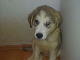 Husky/Albanischer Berghund (Rüde)