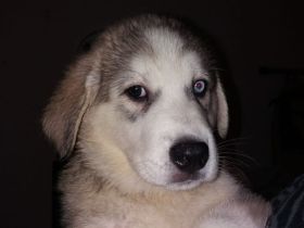 Husky/Albanischer Berghund (Rüde)