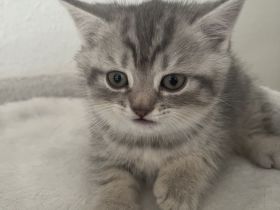 BKH Kitten
