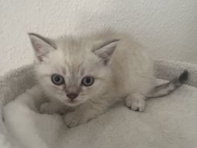 BKH Kitten