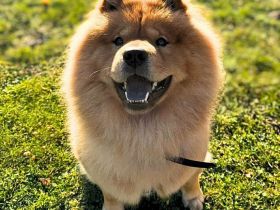 Kimbo in 16259 Oberaue sucht sein Für-immer-Zuhause