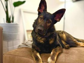 Ares in 18106 Rostock sucht sein Für-immer-Zuhause