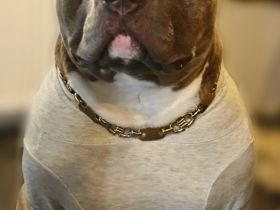 Amerikan Bully Rüde