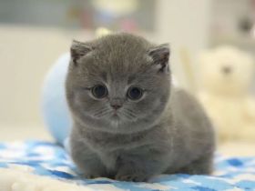 Neugeborene Britisch Kurzhaar-Kätzchen mit Stammbaum