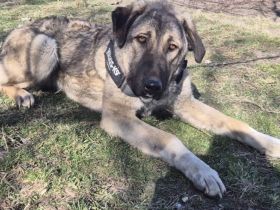 Maggie sucht ländliches Zuhause