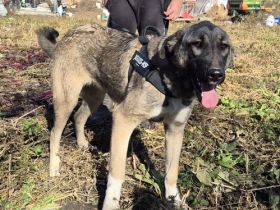 Maggie sucht ländliches Zuhause