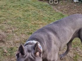 Cane Corso Hündin 14 Monate