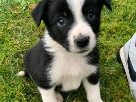 Reinrassige Border Collie Welpen aus erfahrener Hand