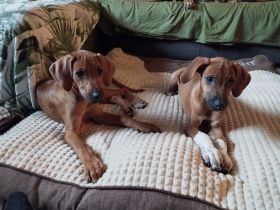 Rhodesian Ridgeback Welpen Mädchen