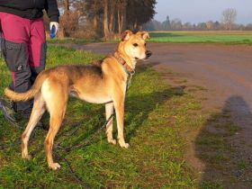 "Figo" sucht erfahrene Hundehalter mit ländlicher Wohnlage