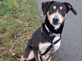 "Joker" sucht Einzelperson oder Paar mit Erfahrung und lust auf Hundesport