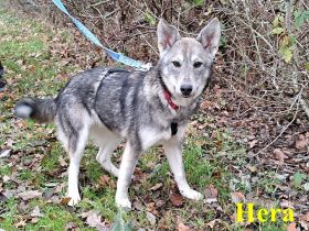 "Hera" und "Hilda" hübsche Husky-Mix Junghündinnen suchen Zuhause