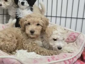 Bezaubernde Maltipoo-Welpen