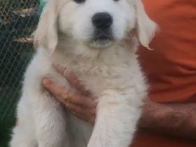 Golden-Retriever-Welpen