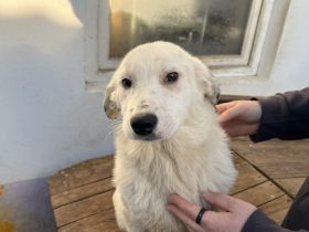 Hetti sucht ein warmes Körbchen