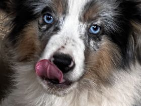 Zuchtaufgabe am 11,12,2025 Mine Australien Shepherd