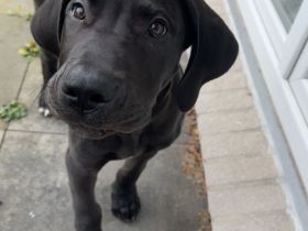 Traum Welpe Loki Deutsche Dogge x Boerboel