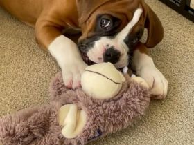 Wunderschöne Boxer Welpen