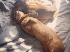 Suße Abessinier-Kätzchen (männlich und weiblich)