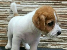 Süße Jack Russell Welpen - Männchen und Weibchen Familienbegleiter